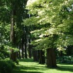 tuin zomer2